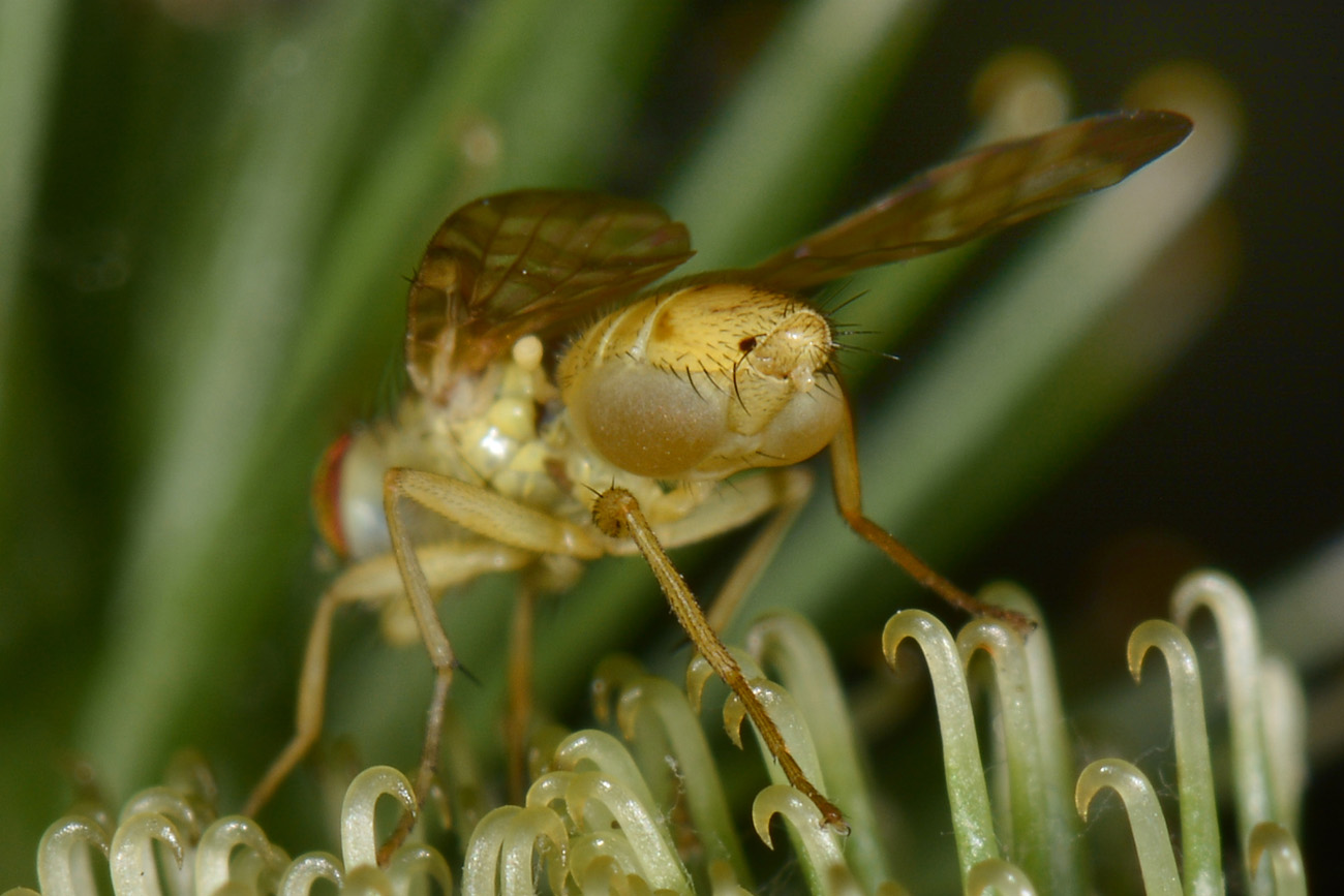 Terellia fuscicornis, maschio, con ghiandole esocrine producenti feromoni
